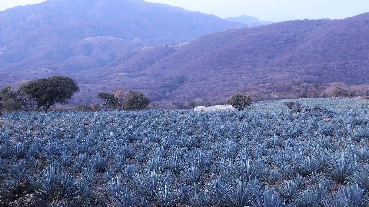 Agave mezcalero